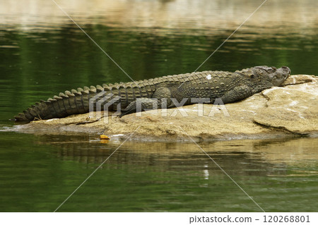 Image of crocodile lying on rock in lake. Image of crocodile lying on rock in lake. 120268801