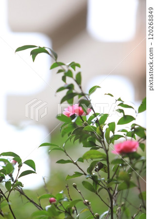 Camellia 120268849