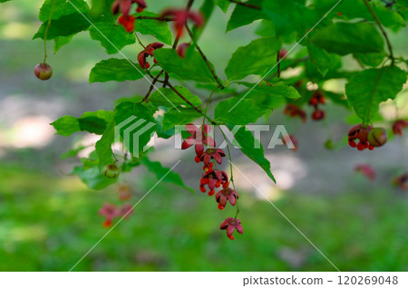 Red berries of Tsuribana 120269048