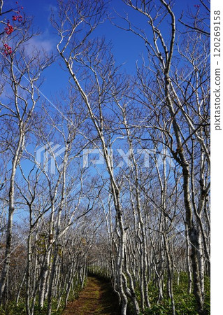 上之子池/里摩週路線 120269158