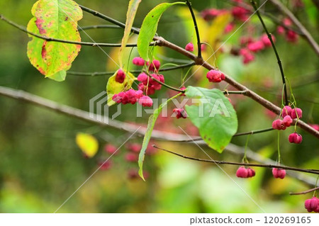 充滿活力的真由美水果 充滿活力的真由美水果 120269165