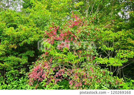 Bright Mayumi fruit 120269168