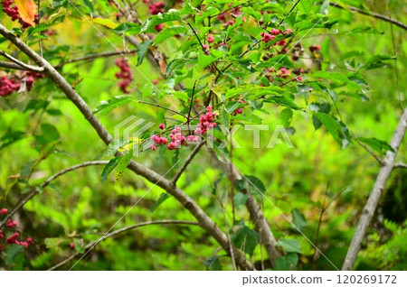 Bright Mayumi fruit Bright Mayumi fruit 120269172