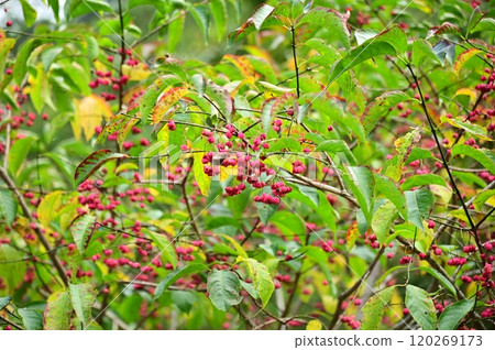 Bright Mayumi fruit Bright Mayumi fruit 120269173