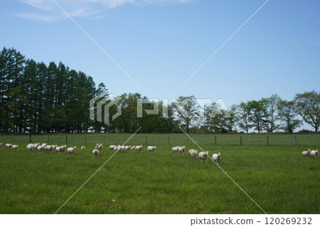 Sheep grazing Sheep grazing 120269232