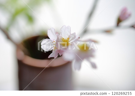 Cherry blossoms in a vase 120269255
