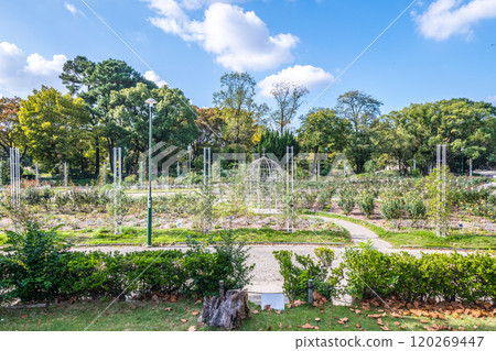 Autumn rose garden at Tsuruma Park 120269447
