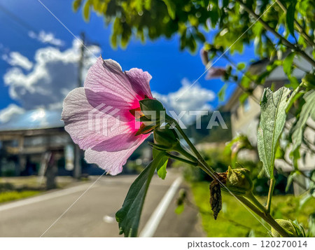 秋天的陽光和美麗的莎倫玫瑰花 120270014