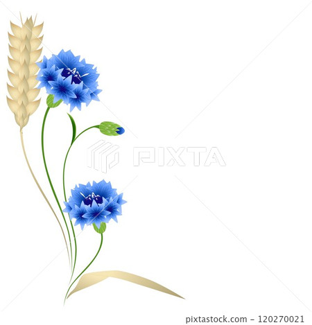 Floral background with wheat ears and blue cornflowers. 120270021