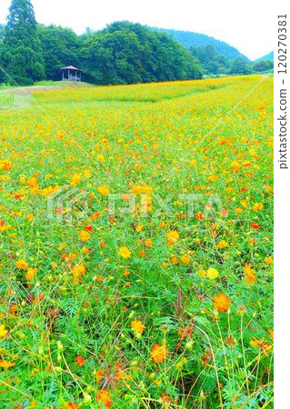 Cosmos in full bloom, Autumn cherry blossoms, Cosmosberg, Omoshiroyama Plateau Cosmos in full bloom, Autumn cherry blossoms, Cosmosberg, Omoshiroyama Plateau 120270381