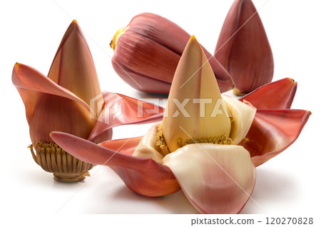banana flower buds 120270828