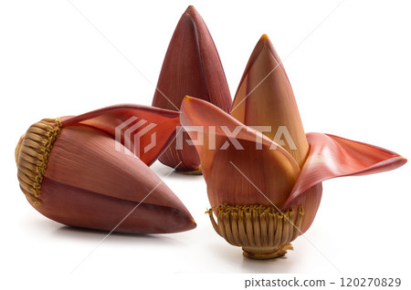 banana flower buds 120270829