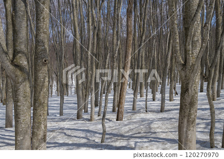 Snow-covered beech forest in Hakkoda 120270970