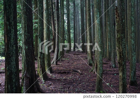 A hiking trail surrounded by cedar trees 120270998