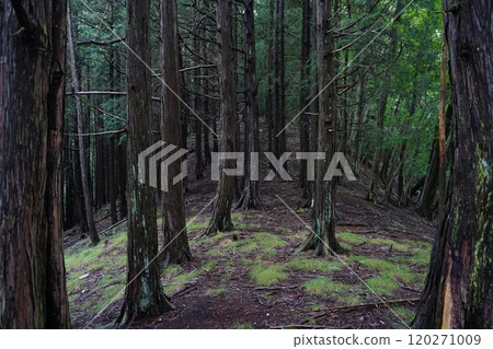 A moss-covered hiking trail surrounded by cedar trees 120271009