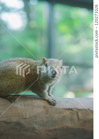 Taiwanese squirrel looking at the camera Taiwanese squirrel looking at the camera 120271026