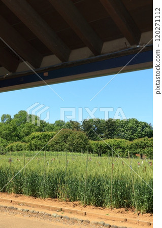 豐收小麥麥田麥穗 120271112