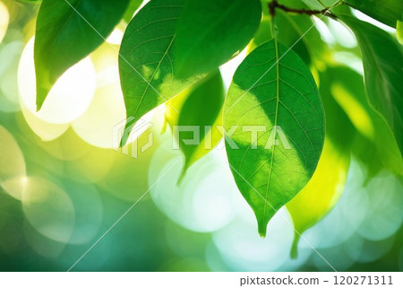 Close-Up of Green Leaves in Bright Sunlight 120271311