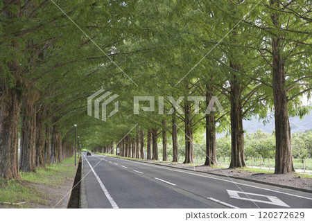 Metasequoia Tree Line in Midsummer Horizontal Composition 7 Metasequoia Tree Line in Midsummer Horizontal Composition 7 120272629