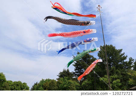 鯉魚stream在藍藍的天空中游泳 鯉魚stream在藍藍的天空中游泳 120272721