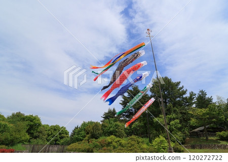 鯉魚stream在藍藍的天空中游泳 120272722