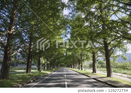 Metasequoia trees in midsummer: horizontal composition 14 120272734