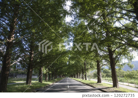 Metasequoia Tree Line in Midsummer Horizontal Composition 15 120272735