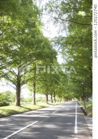 盛夏的水杉樹,垂直構圖 23 盛夏的水杉樹,垂直構圖 23 120272740