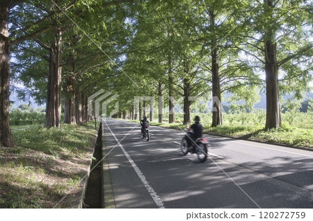 10 Bikes Running Through the Metasequoia Tree-Lined Streets in Midsummer 10 Bikes Running Through the Metasequoia Tree-Lined Streets in Midsummer 120272759