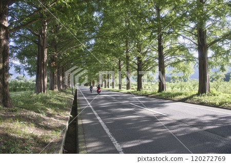 15 Bikes Running Through the Metasequoia Tree-lined Streets in Midsummer 15 Bikes Running Through the Metasequoia Tree-lined Streets in Midsummer 120272769