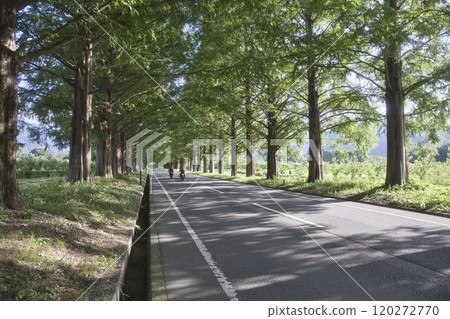 Bikes running through the Metasequoia trees in midsummer 16 Bikes running through the Metasequoia trees in midsummer 16 120272770