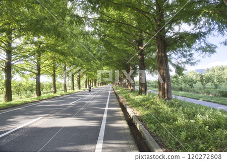 A motorcycle running through the Metasequoia trees in midsummer 23 A motorcycle running through the Metasequoia trees in midsummer 23 120272808