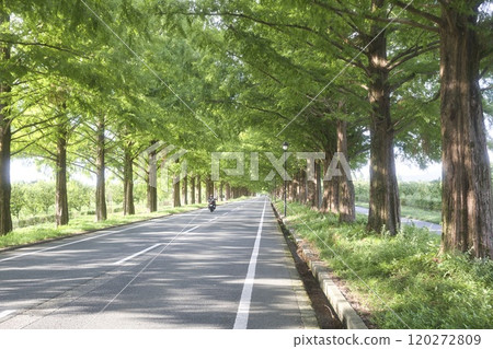 24 Bikes Running Through the Metasequoia Tree-lined Streets in Midsummer 24 Bikes Running Through the Metasequoia Tree-lined Streets in Midsummer 120272809
