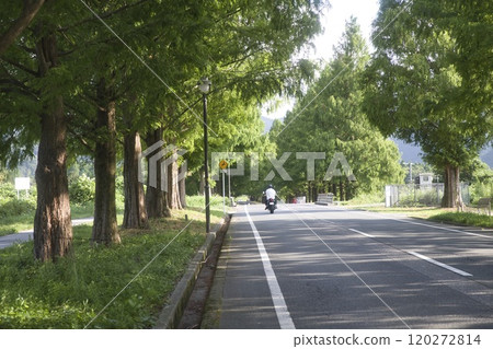 A motorcycle running through the Metasequoia trees in midsummer 29 A motorcycle running through the Metasequoia trees in midsummer 29 120272814