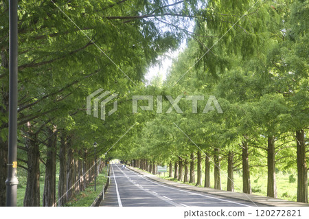 Metasequoia Tree Line in Midsummer Horizontal Composition 27 120272821