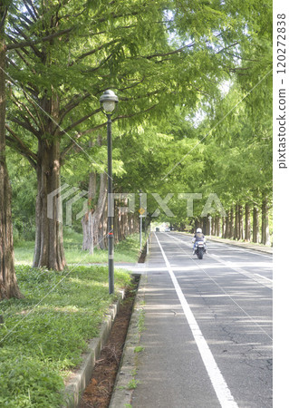 Bike 33 running through the Metasequoia trees in midsummer Bike 33 running through the Metasequoia trees in midsummer 120272838