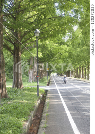 Motorcycle 34 running through the Metasequoia trees in midsummer Motorcycle 34 running through the Metasequoia trees in midsummer 120272839