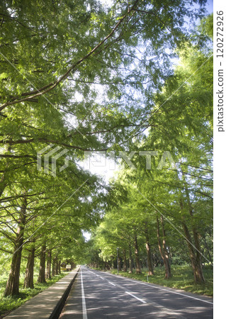 盛夏的水杉樹,垂直構圖 37 盛夏的水杉樹,垂直構圖 37 120272926