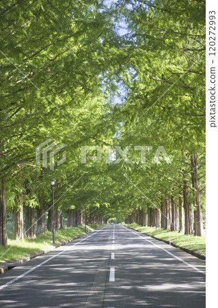 Metasequoia trees in midsummer: vertical composition 61 Metasequoia trees in midsummer: vertical composition 61 120272993