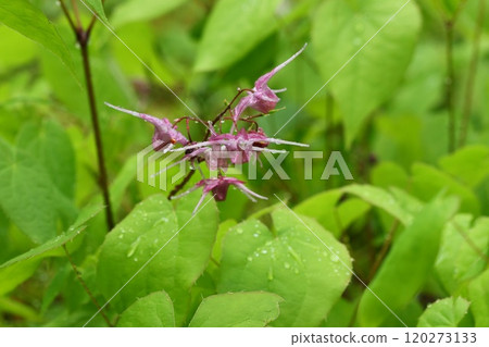 Epimedium, Anchor grass, Wildflower, Small flower blooming on the forest floor Epimedium, Anchor grass, Wildflower, Small flower blooming on the forest floor 120273133