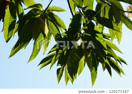 栗樹的葉子在藍天的背景下閃閃發光 栗樹的葉子在藍天的背景下閃閃發光 120273387