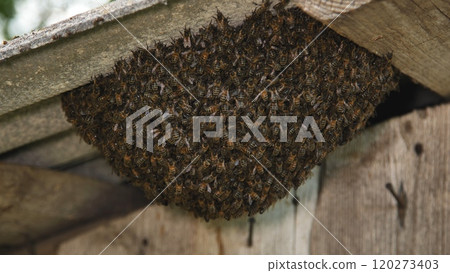 European honey bees building honeycomb under a wooden roof in nature, creating a hive with hexagonal cells 120273403