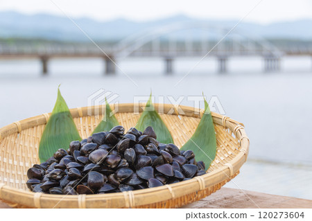 Corbicula shellfish of Lake Jusan Corbicula shellfish of Lake Jusan 120273604