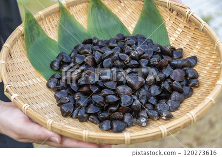Corbicula shellfish served in a colander Corbicula shellfish served in a colander 120273616