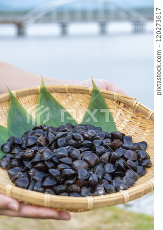 Corbicula shellfish served in a colander 120273617