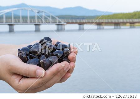 手持十三湖淡水蛤 手持十三湖淡水蛤 120273618