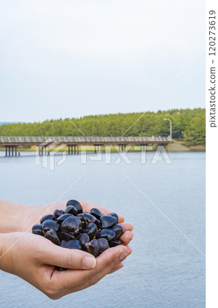 手持十三湖淡水蛤 手持十三湖淡水蛤 120273619