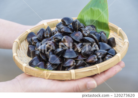 Shijimi shellfish from Lake Jusan held in hand 120273620