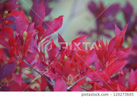 Red leaves Red leaves 120273685