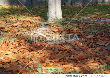 Carpet of fallen leaves 120273686